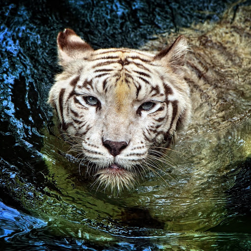 Hd-172868-ascw172868