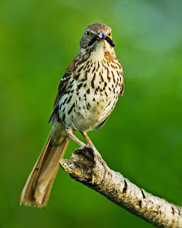 Download suara burung 6 jenis Thrasher brown thraser