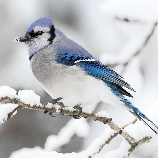 Hd-178011-ascw178011