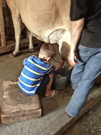 nate milking a cow (1 of 1)