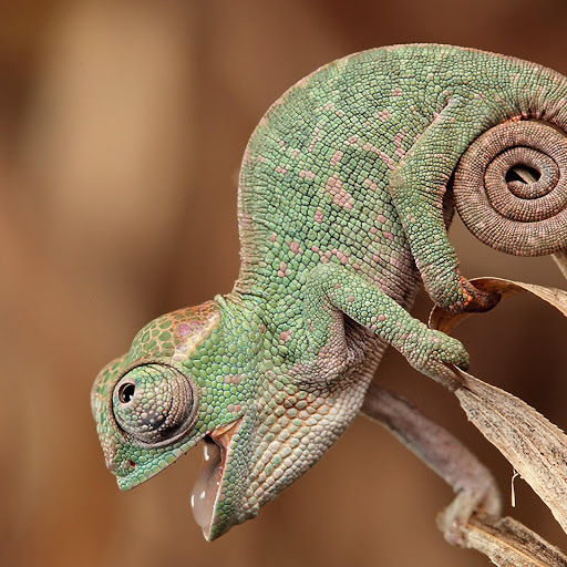 Hd-169111-ascw169111