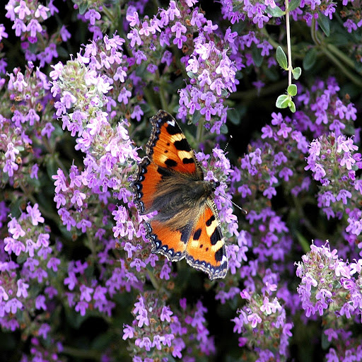 Hd-170315-ascw170315