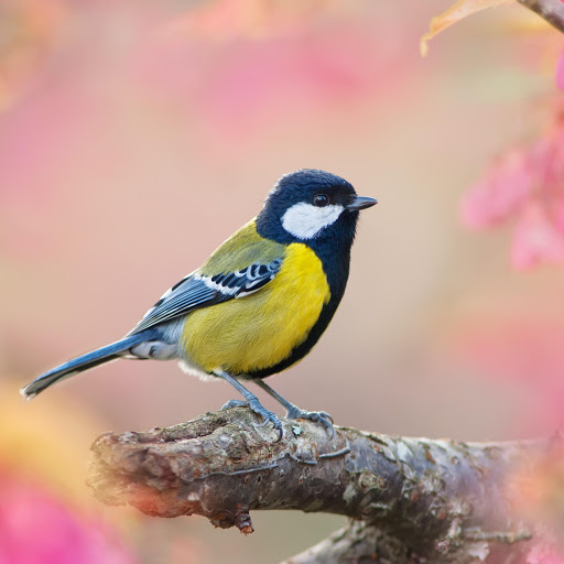 Hd-160441-ascw160441