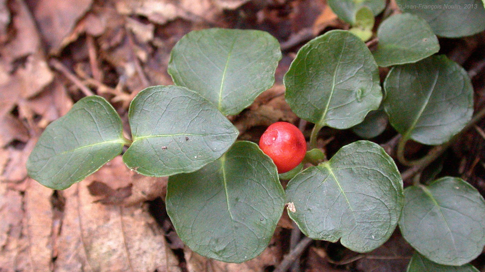 naturaliste Pain de perdrix, Mitchella repens, Squaw Vine