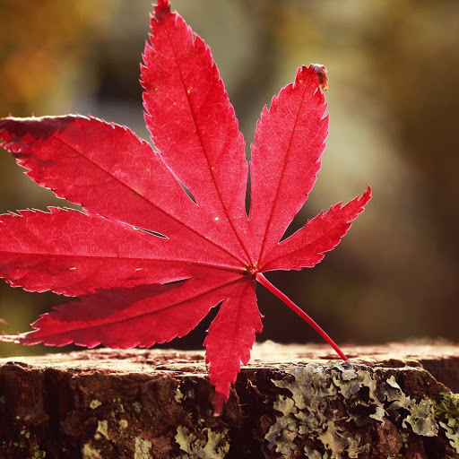 Hd-169239-ascw169239