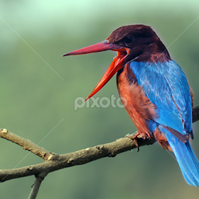 WBK by Ajay Halder - Animals Birds