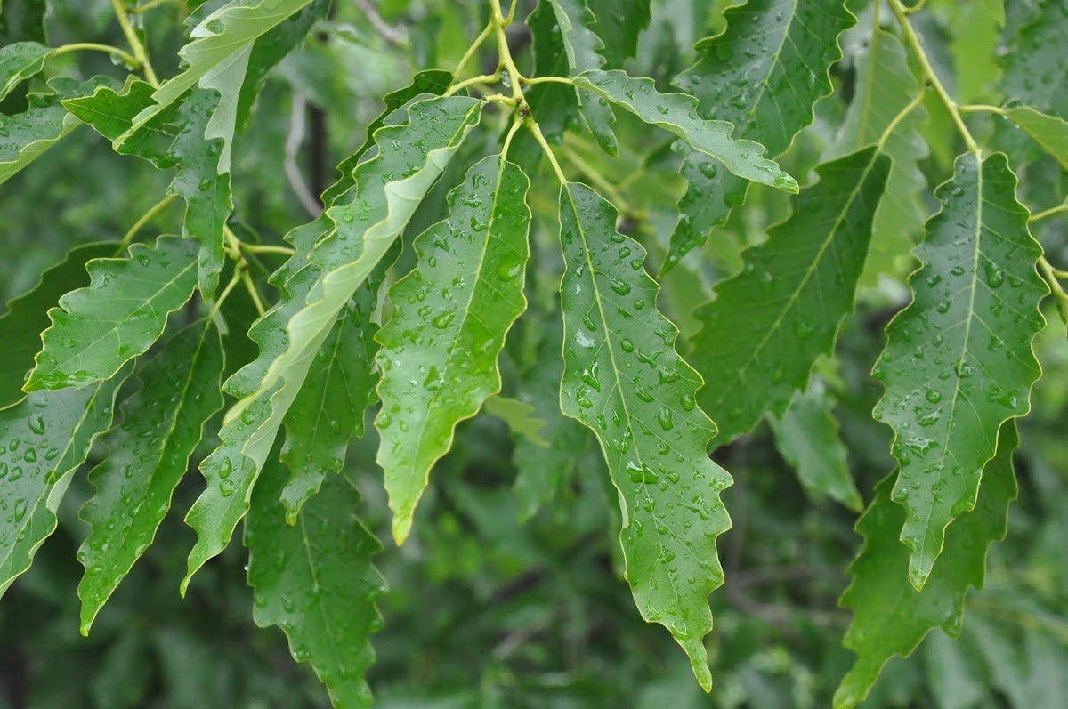 Yellow chestnut oak