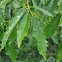 Yellow chestnut oak