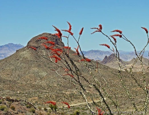 Ocotillo in Bloom