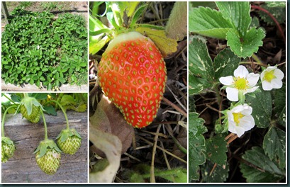 strawberry collage