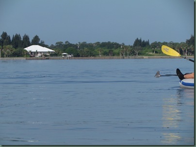 Al kayaking with dolphin
