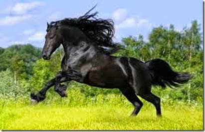Beautiful-Horse-04