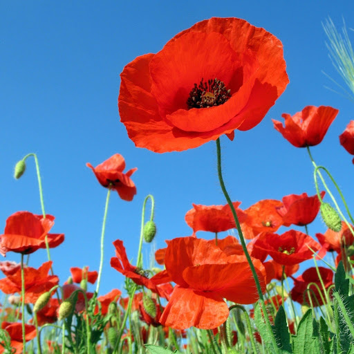 Hd-165750-ascw165750