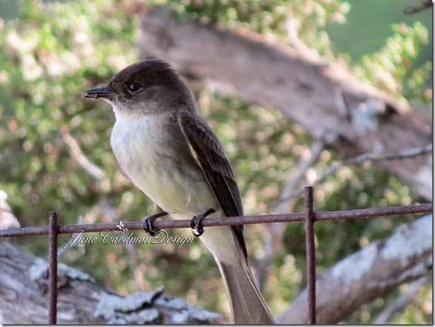 Eastern_Phoebe_Insect