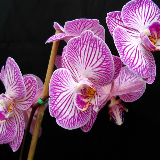 Hd-170404-ascw170404