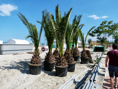 Plaja Mamaia: se pregatesc palmierii
