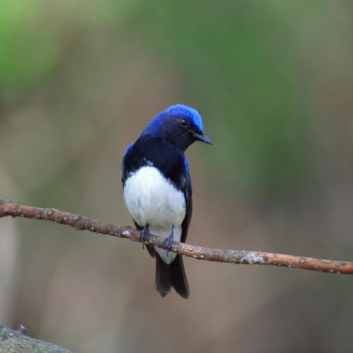 Hd-178644-ascw178644