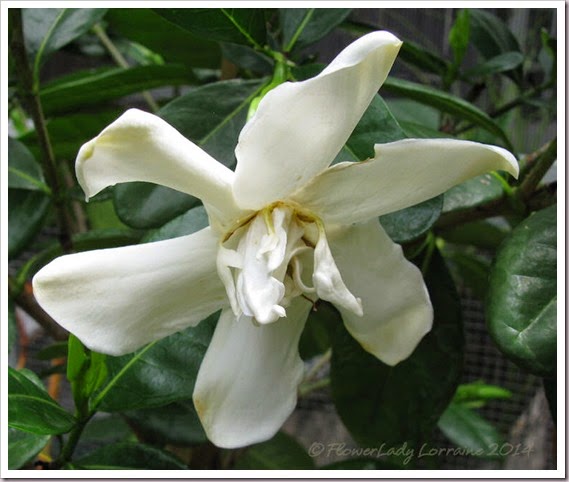 07-04-tahitian-gardenia