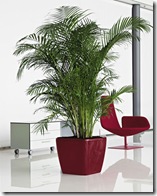 Indoor-plants-office
