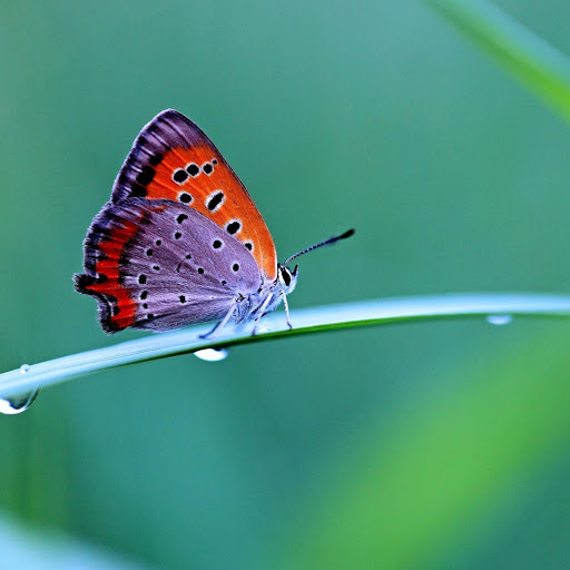 Hd-155025-ascw155025