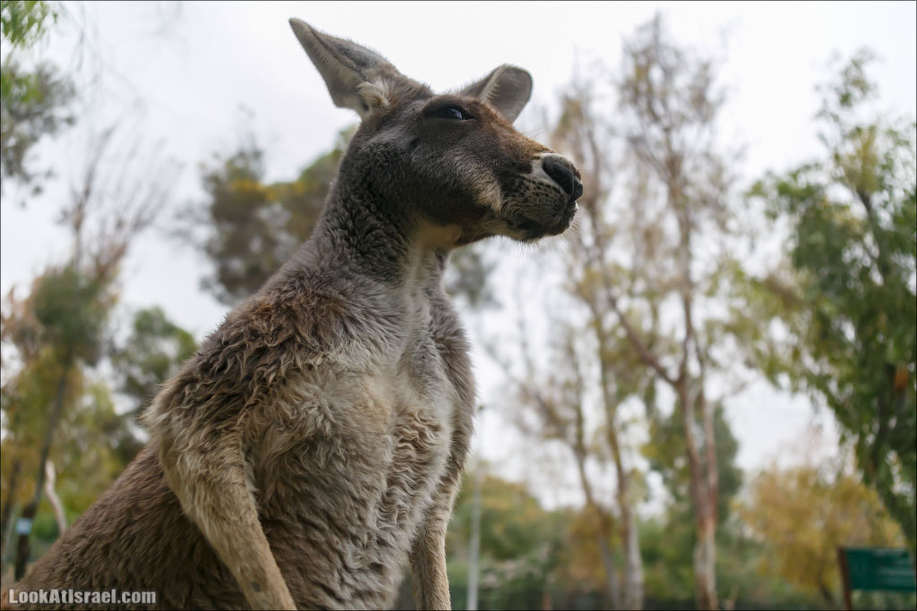 Ган Гуру - парк с кенгуру и другими австралийскими животными | Gan Guru | גן גורו | LookAtIsrael.com - Фото путешествия по Израилю