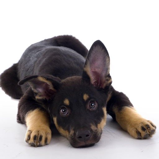 Hd-178125-ascw178125