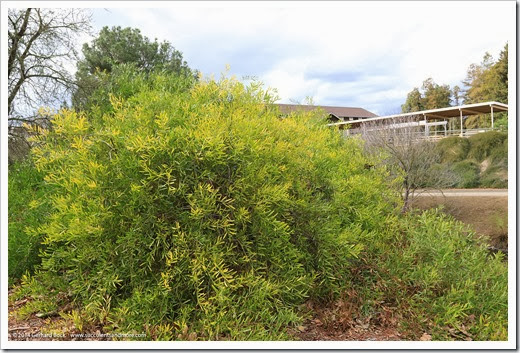 140301_UCD_Arboretum_Acacia--longifolia-var-sophorae_-0001