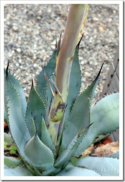130511_Agave-parryi-with-flower-spike_03