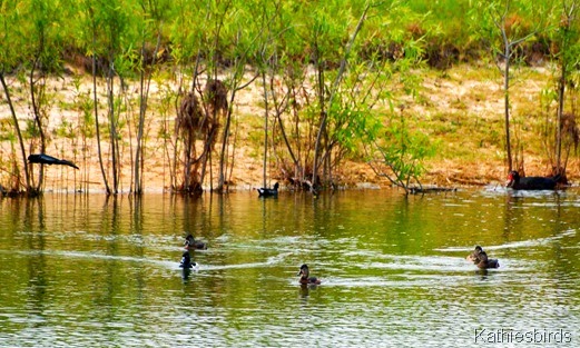 2. ducks in the pond-kab