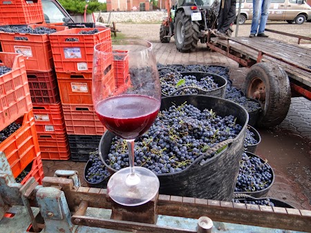 Basarabia - Drumul Vinului. Struguri sa fie folositi la vin