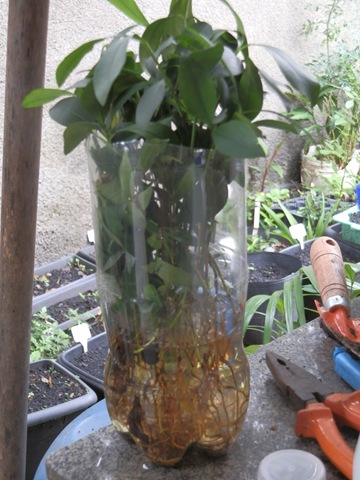 [P4260170%255B2%255D.jpg]