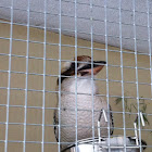 Kookaburra