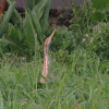 Pinnated Bittern