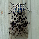Giant Leopard Spotted Moth