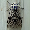 Giant Leopard Spotted Moth