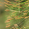 Australian pine