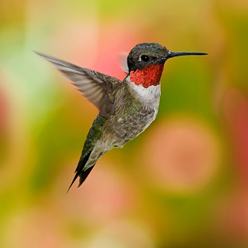 Hd-179919-ascw179919