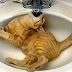 Talking Cat and Funny Cat Fails
