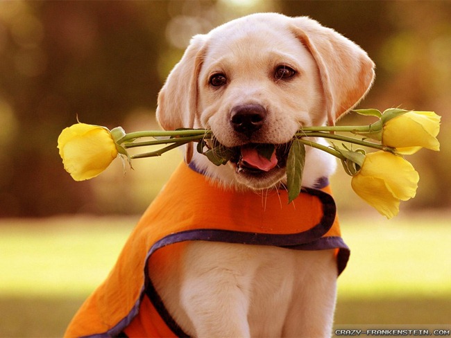 [perros%2520con%2520flores%2520%25281%2529%255B2%255D.jpg]