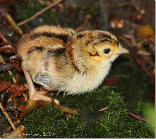 pheasant-chick-7