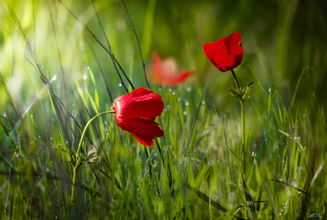 Miron Karlinsky - Amapolas.jpg