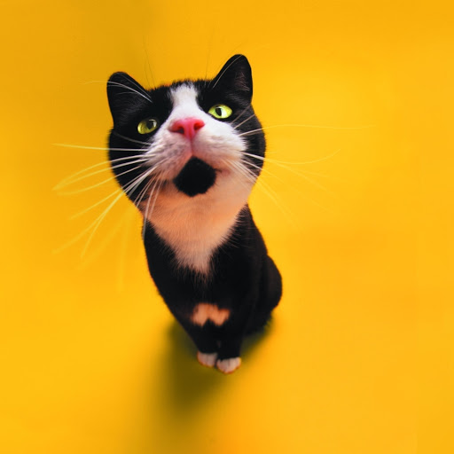 Hd-170876-ascw170876