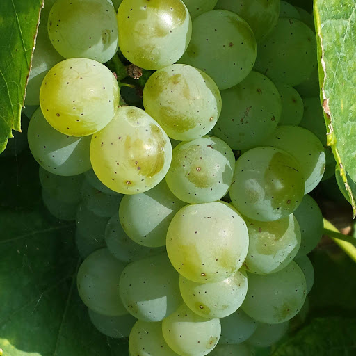 Hd-152632-ascw152632