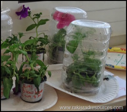 photo The Great Plant Experiment - Let students build experiments using the needs of a plant (air, soil, light, water) as the variables in a student designed experiment using the Scientific Method - Raki's Rad Resources - Labeling Variations