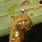 Pupae