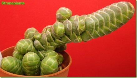 Crassula barkley