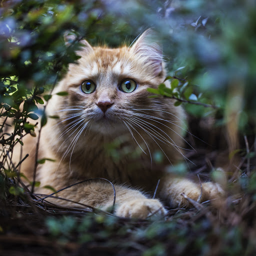 Hd-181052-ascw181052