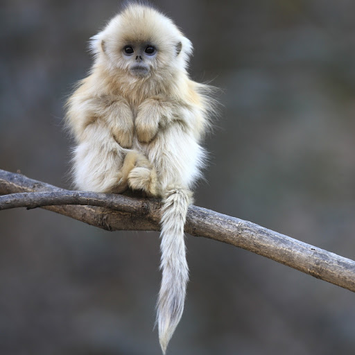 Hd-144730-ascw144730