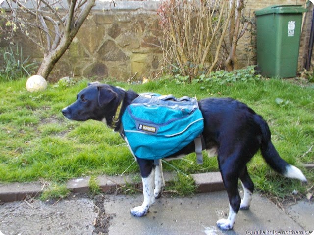 lucky's new panniers
