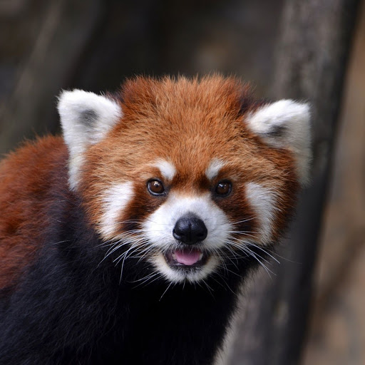 Hd-149818-ascw149818